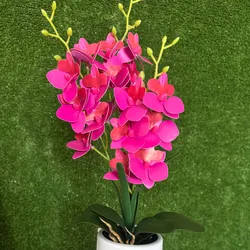 Orquídeas