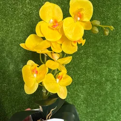 Orquídeas