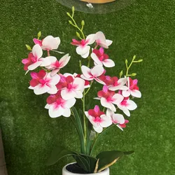 Orquídeas