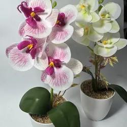 Orquídeas 