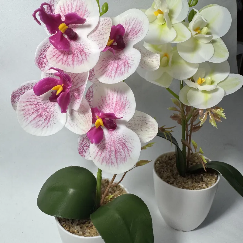 Orquídeas 