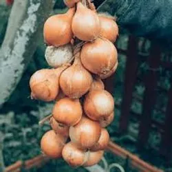 Cebolla Blanca (Pata)