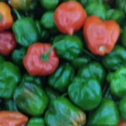 Aji cachucha 