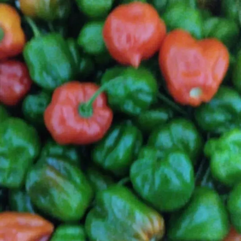 Aji cachucha 