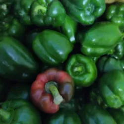 Aji pimiento 