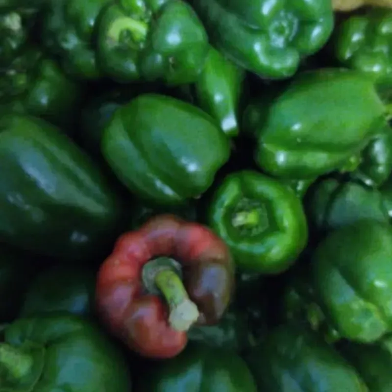 Aji pimiento 