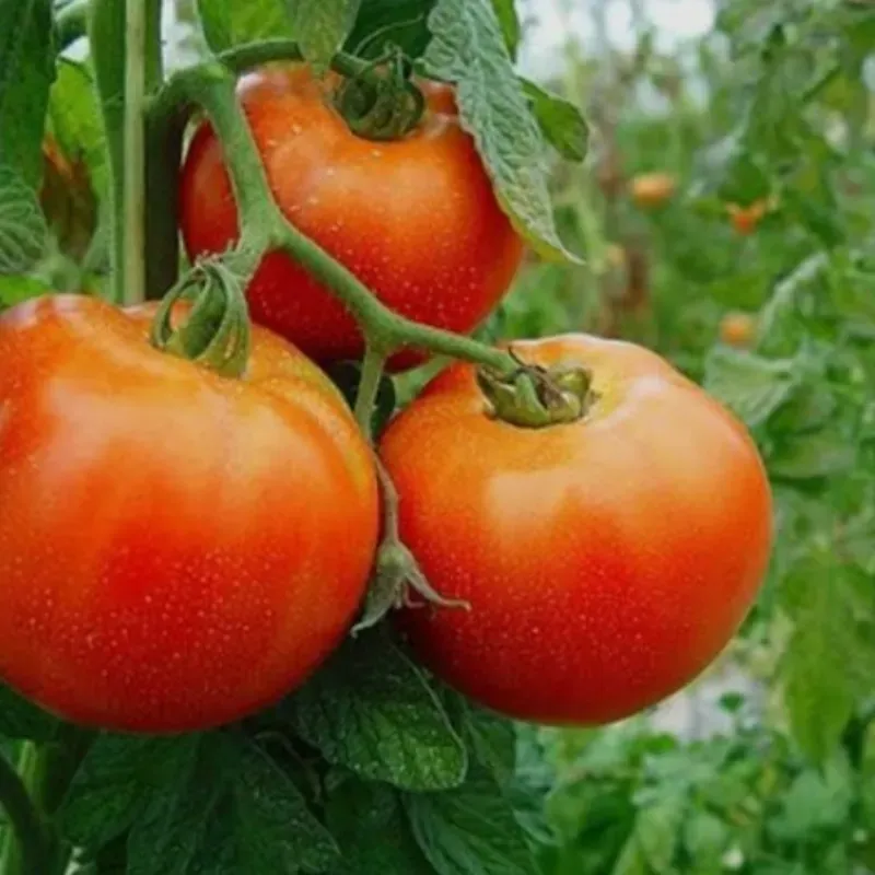 Combos de Vegetables ( 12 a 15 lbs )