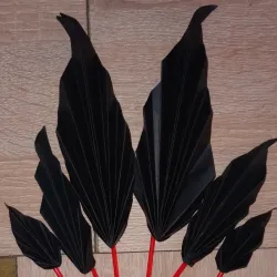 Set abanicos negros