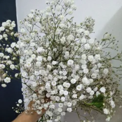Gipsofila 