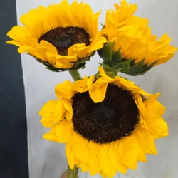 Girasol importado 