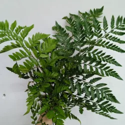 Helecho importado