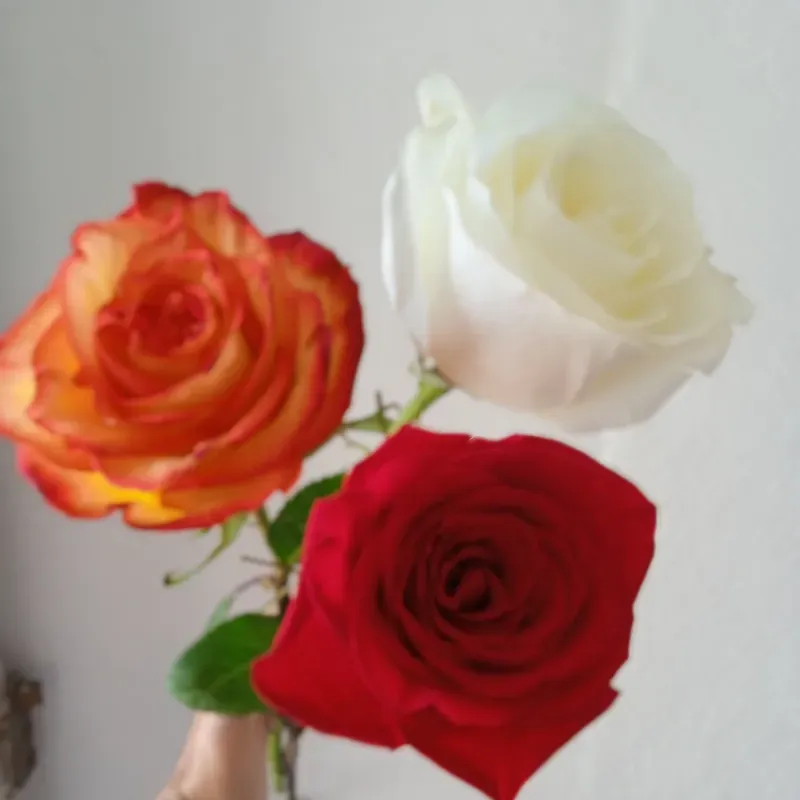 Rosa importada
