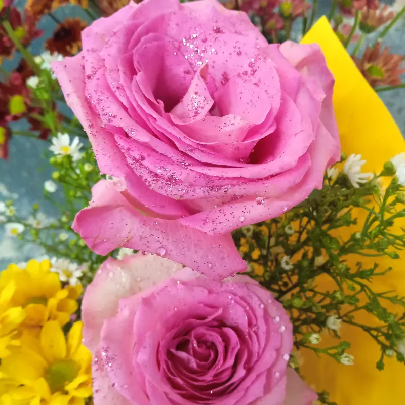 Rosa 