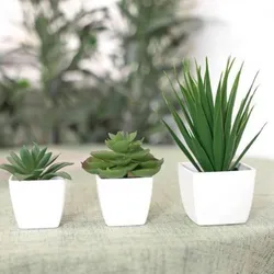 Plantas pequeñas de adorno