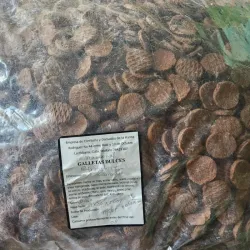 GALLETAS CHOCOLATE