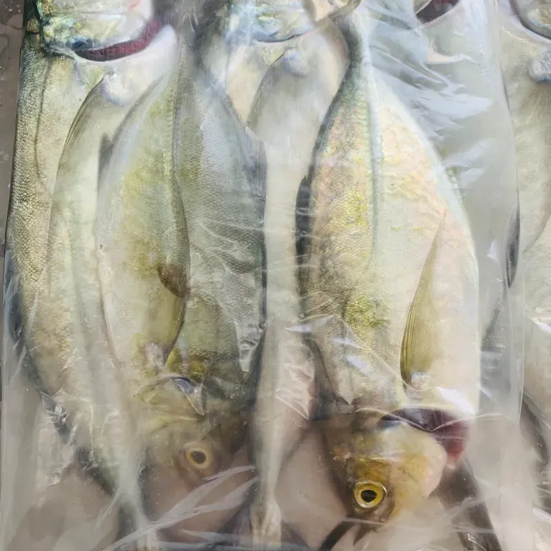 Cojinua al plato 3lb