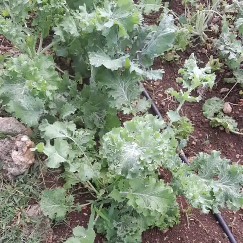 Kale Rizado (Berza) pack 1 kg