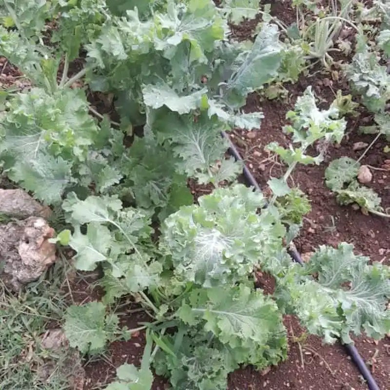 Kale Rizado (Berza)  pack 200g