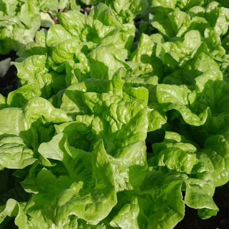 Lechuga Cristal pack 1 kg