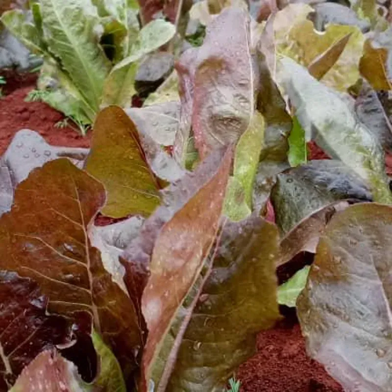 Lechuga Romana Morada pack 250 g 