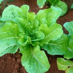 Lechuga Romana pack 1 kg