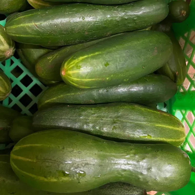 Pepino Criollo pack 3kg