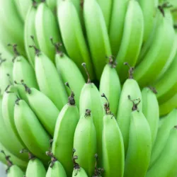 Plátano fruta (verde, maduración natural) 250cup x mano 
