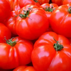 Tomate de Ensalada 250cup x 500g