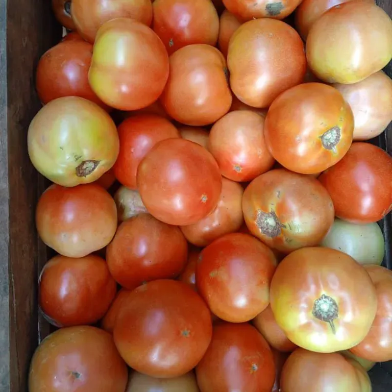 Tomate de Ensalada pack 3kg