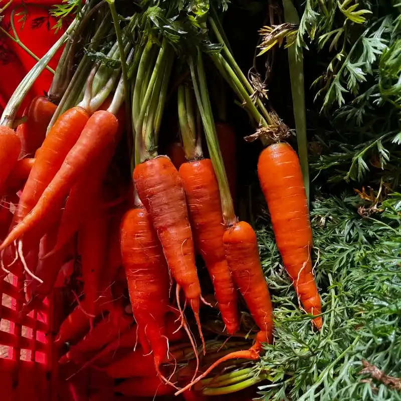 Zanahorias  3 pack