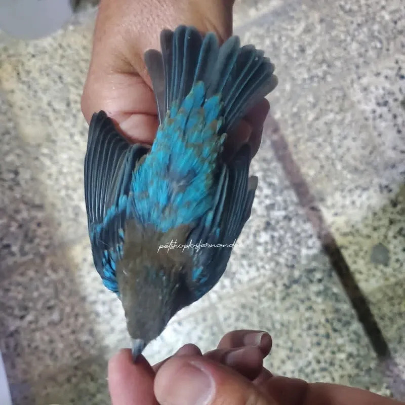 Azulejo o Azulejillo