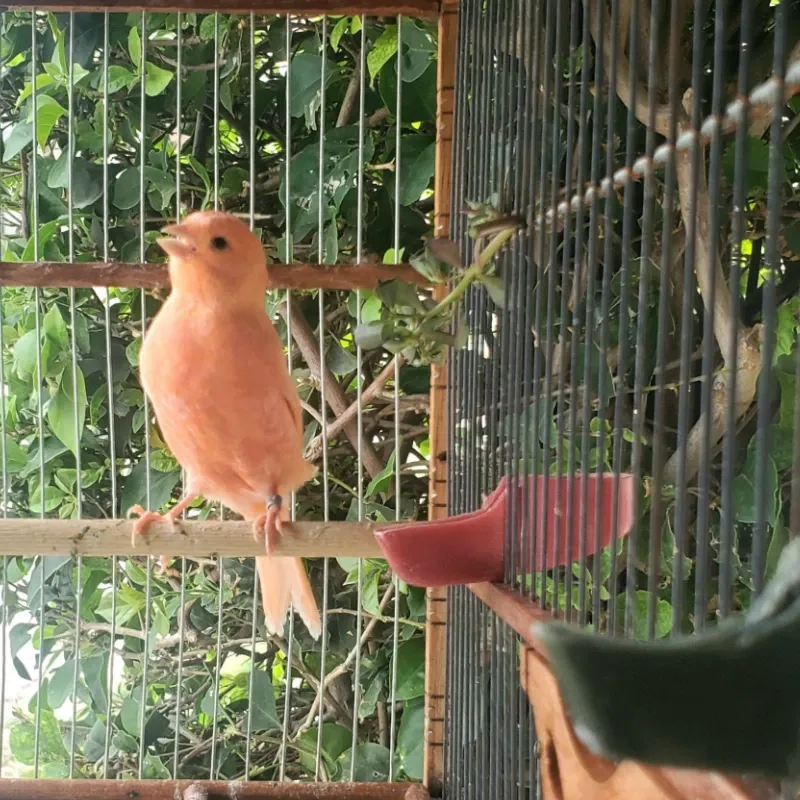 Canario