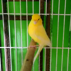 Canario