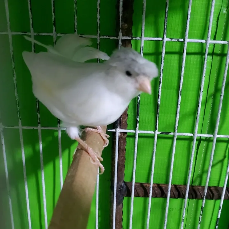 Canario
