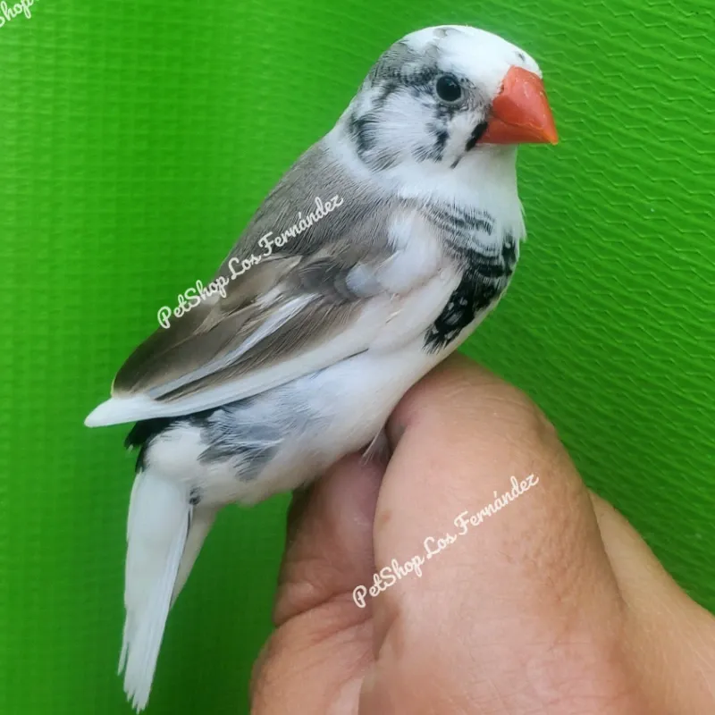 Diamante Cebra