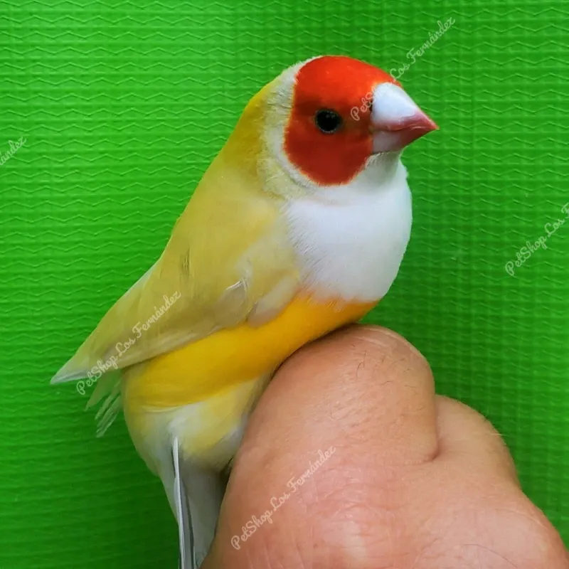 Diamante de Goul