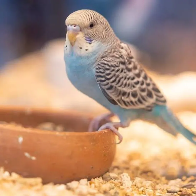 Jaula para Pericos