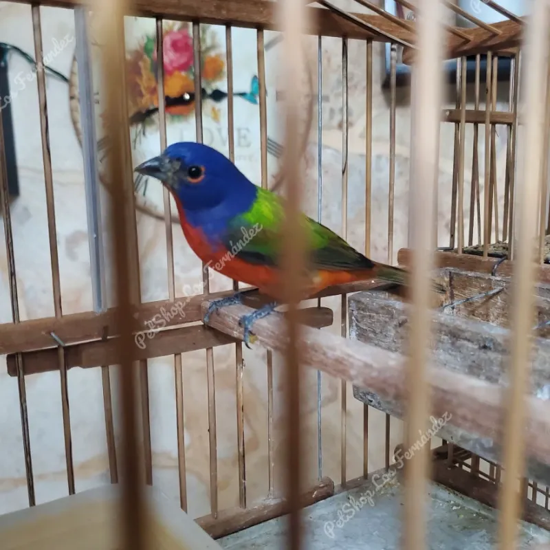 Mariposa Pintada