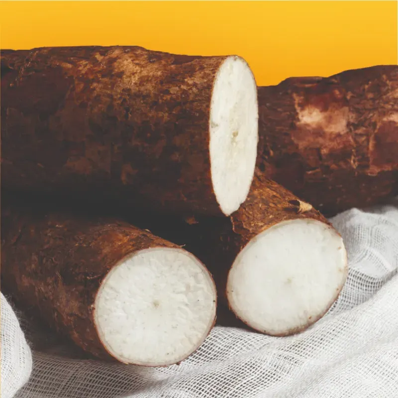 Malanga 