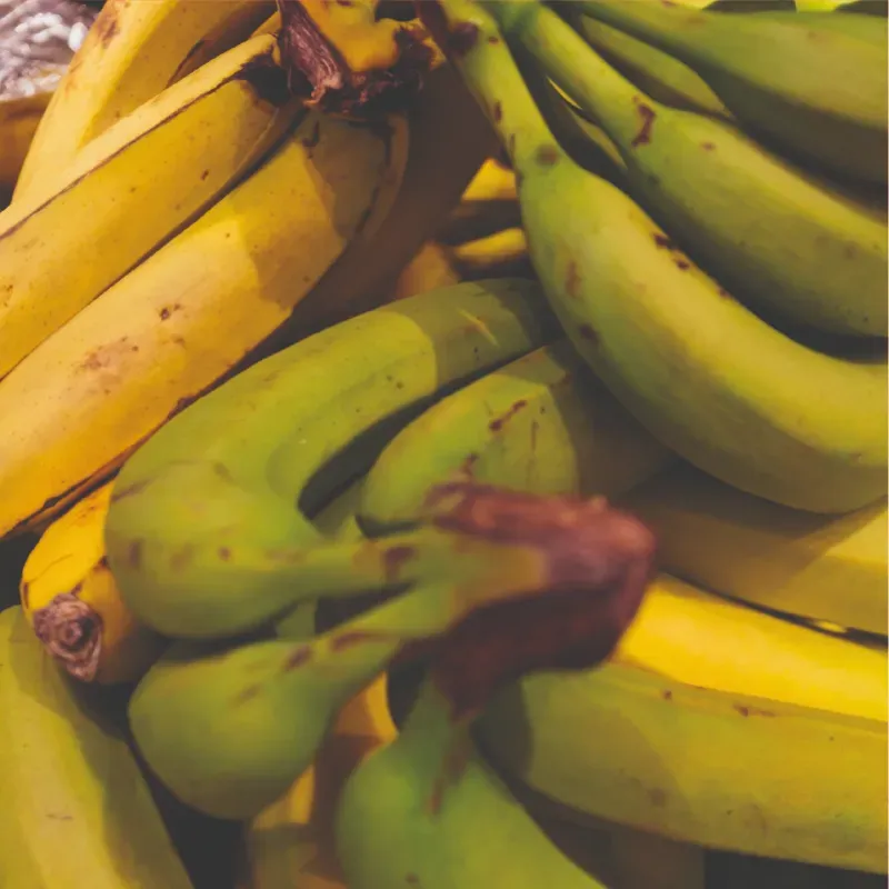 Plátano macho 