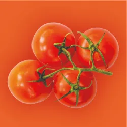 Tomate 