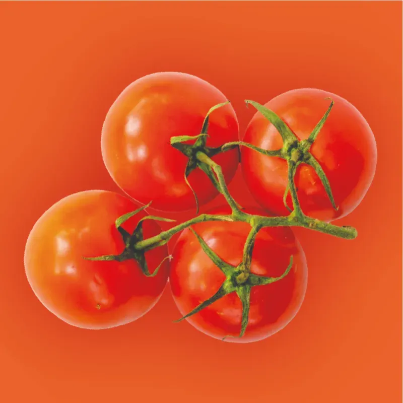 Tomate 