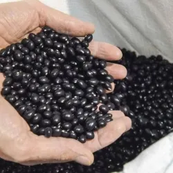 Frijoles negros