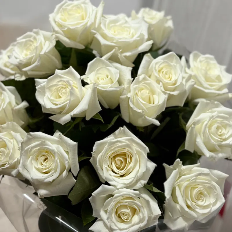 Rosas Importadas 
