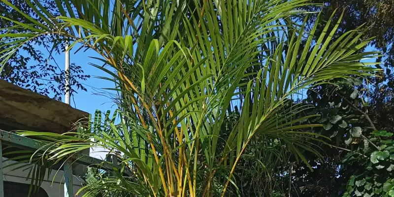 Arecas en macetas de lajas