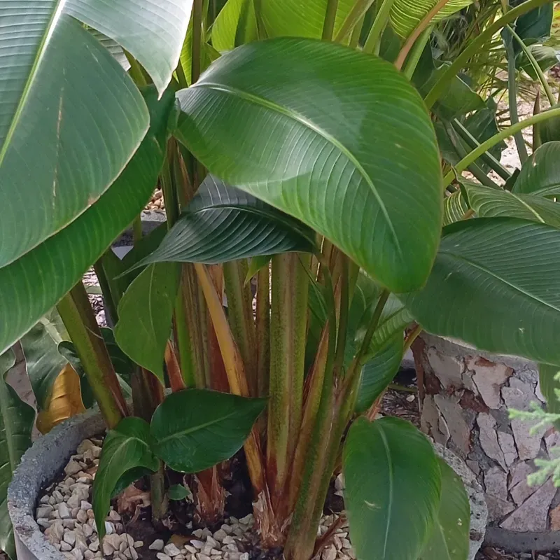 Elicornia en macetas de lajas redondas 