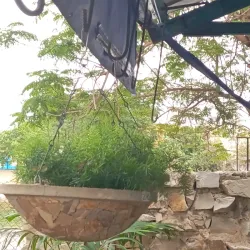Espárrago en jardinera de lajas colgantes