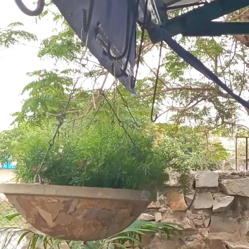 Espárrago en jardinera de lajas colgantes