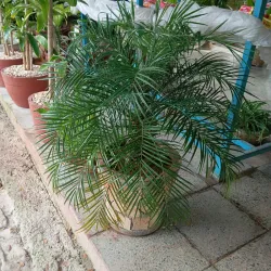 Fénix en macetas de lajas redondas de 16 pulgadas
