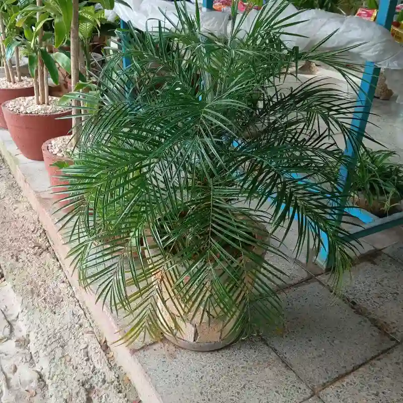 Fénix en macetas de lajas redondas de 16 pulgadas